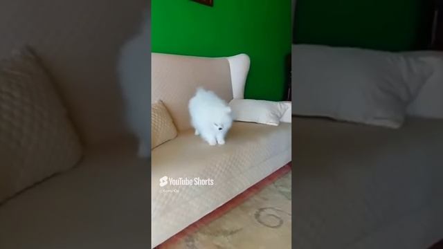 КОЛЬ-ОК (7) смотреть онлайн