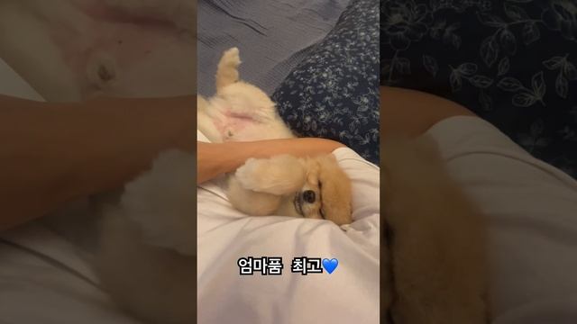 Zzzzz #강아지 #dog #cute #pets #pomeranian #cutedog #puppy смотреть онлайн