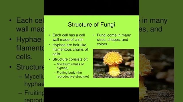 Class VIII Subject Science Chapter Microorganisms. смотреть онлайн