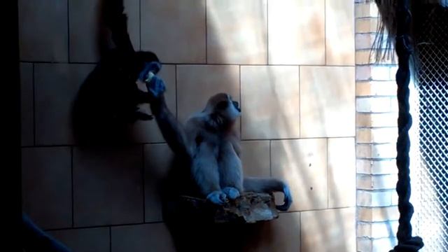 Opole Zoo смотреть онлайн