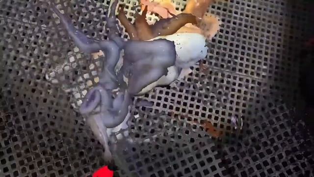 CATCHING OCTOPUS BY FISHING ROD🎣//BIG OCTOPUS 🐙 смотреть онлайн