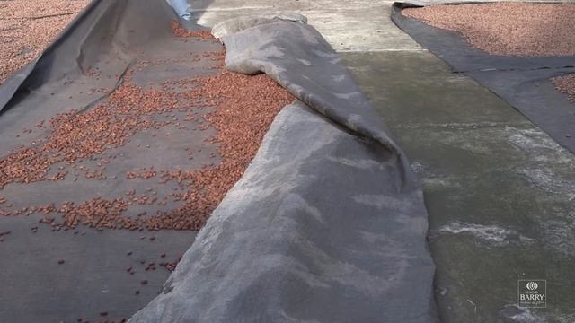 Drying | What is the process of cacao to chocolate? смотреть онлайн