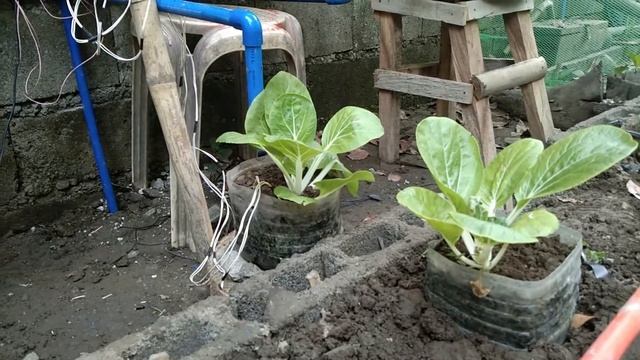 SMART Watering System for Pechay Plant with Data Monitoring and SMS Notification смотреть онлайн