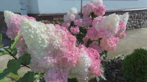 Размножение метельчатой гортензии зеленым черенкованием ! 100% результат