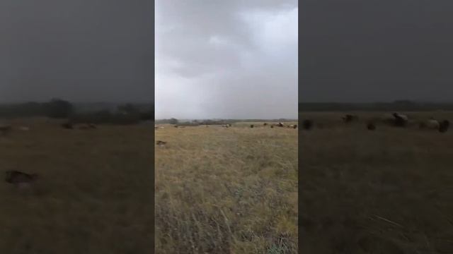 Резко сменилась погода. #вашаферма #погода #дождь #гроза #ливень #animals #животные #бараны