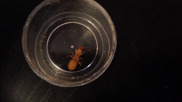 Myrmecocystus navajo attacked! смотреть онлайн