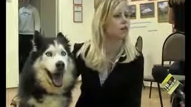 Собака под ЛСД; .mp4 смотреть онлайн