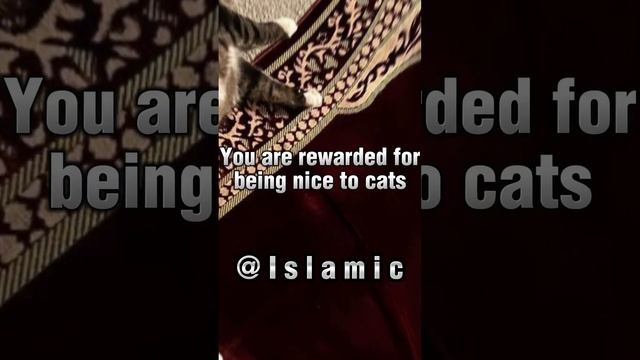 BENEFITS OF HAVING CATS IN ISLAM | BEAUTIFUL ISLAM #ytshorts #shorts #islam смотреть онлайн