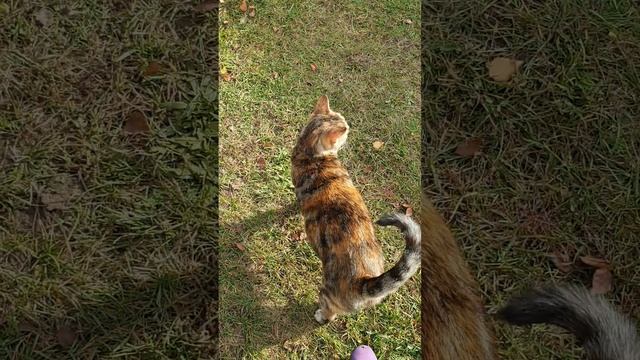 Марго, Мира и мельком Коко смотреть онлайн