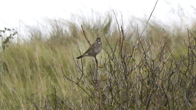 Black-throated Thrush, Scolt Head 14th October 2016 смотреть онлайн