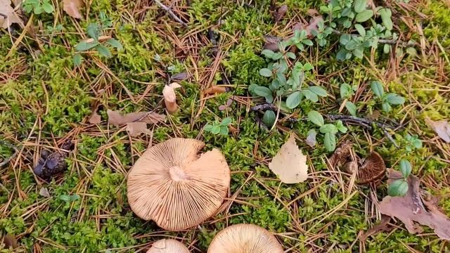 Грибы и Берны