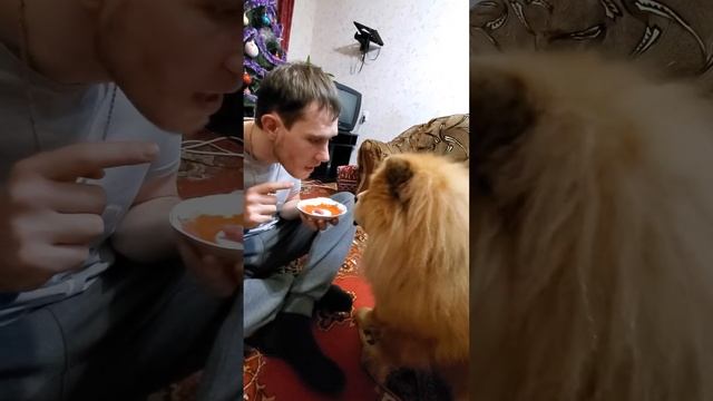 Кормим Персея мясом с блюдечка смотреть онлайн