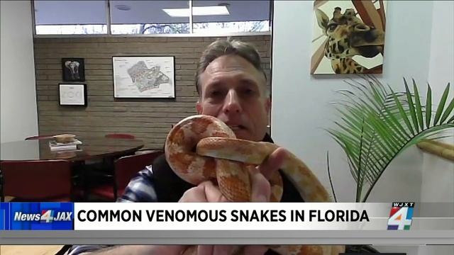 Common venomous snakes in Florida смотреть онлайн