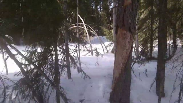 Встретил ЛИСУ в лесу! / НА МЕНЯ НАПАЛА ЛИСА??!!! МЕНЯ СЪЕЛ ВОООЛК??!!!! смотреть онлайн