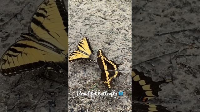 Morning Butterfly 🦋 смотреть онлайн
