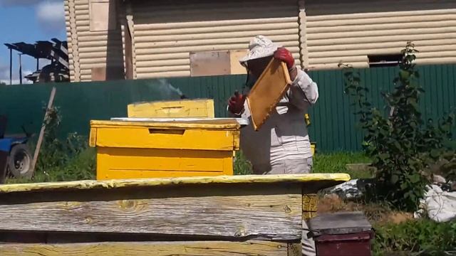 Это не правильные пчелы.... смотреть онлайн