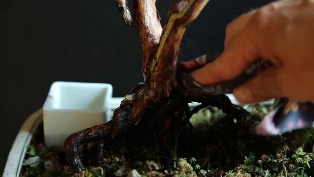 BEFORE AND AFTER BONSAI TREE смотреть онлайн