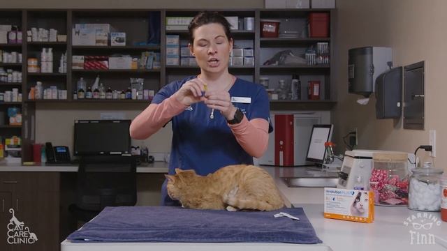 How to Apply Topical Revolution Plus to your Cat (Cat Care Clinic | Madison, WI) смотреть онлайн