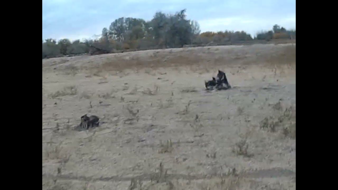 09.10.2024 ЧТО ДЕЛАТЬ? : ЛПХ В ОПАСНОСТИ смотреть онлайн