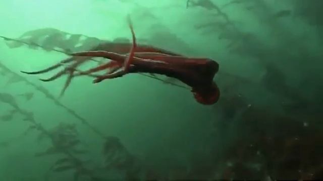 Компания Winalite (Виналайт) запускает интернет-магазин Efubo (Ифубао И фу бао) смотреть онлайн