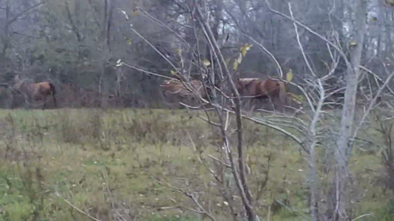 16.11.2023 ЧТО ДЕЛАТЬ? : ЛПХ В ОПАСНОСТИ смотреть онлайн
