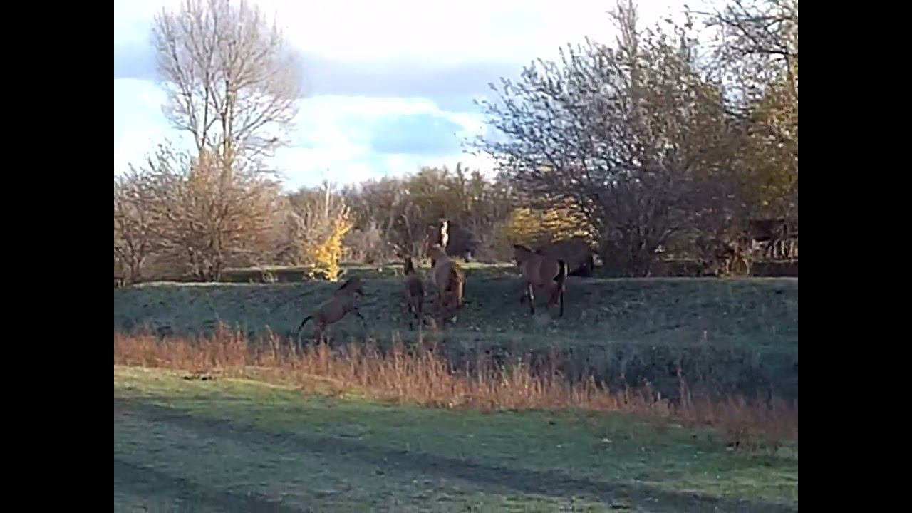 03.11.2024 День народного единства ЧТО ДЕЛАТЬ? : ЛПХ В ОПАСНОСТИ смотреть онлайн