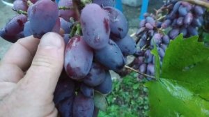 Виноград. Байконур . Красавчик...