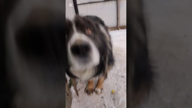 Настоящий друг !