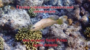 4. Групер стройный низкотелый аниперодон под музыку Saint Preux Apres demain