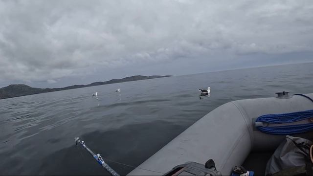 Морская рыбалка в Баренцевом море. Июнь 2024 года. Треска! смотреть онлайн