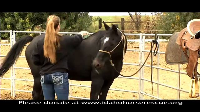 Idaho Horse Rescue Operation New Barn смотреть онлайн