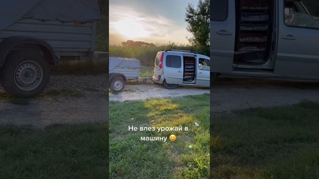 Столько урожая что не вместился 😅