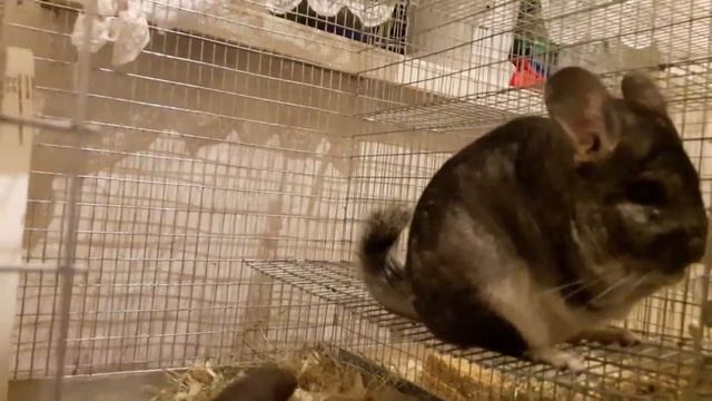 Шиншиллы ужинают смотреть онлайн