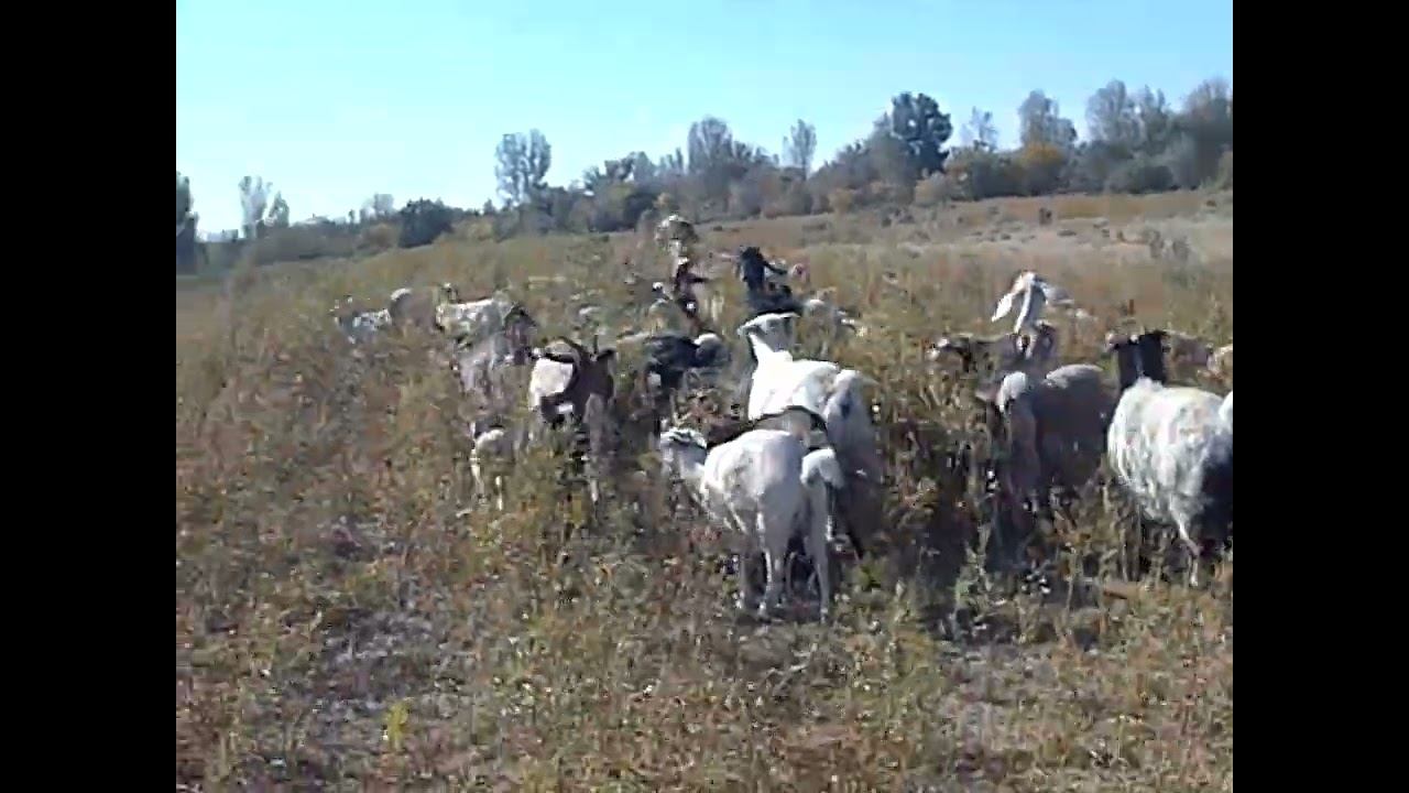 13.10.2024 ЧТО ДЕЛАТЬ? : ЛПХ В ОПАСНОСТИ смотреть онлайн