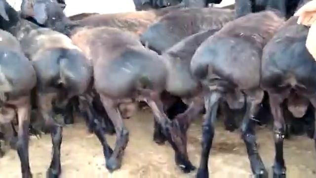 Бахтияр Акрамов смотреть онлайн