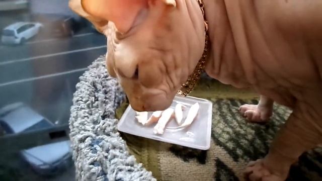 ДЕТИ ОБЕДАЮТ... смотреть онлайн