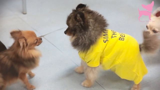 Cute Chihuahua Dog Christmas Party смотреть онлайн