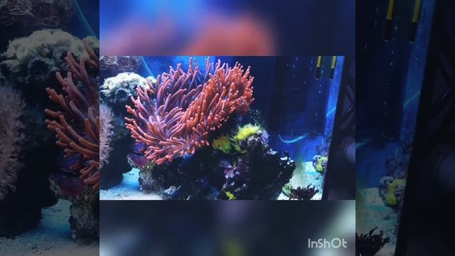 Akwarium morskie na dzień 19.06.2018 смотреть онлайн