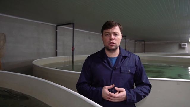 Выращивание рыбы в УЗВ Аква Ферма смотреть онлайн