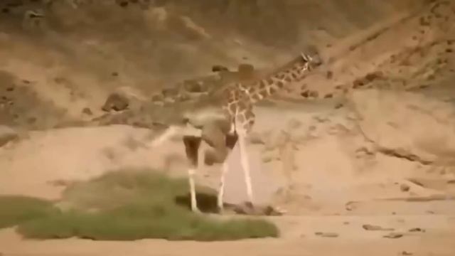 Rhino Vs Lion | Prey Animals Vs Predator Fight Back | Animals Attack 2020 смотреть онлайн