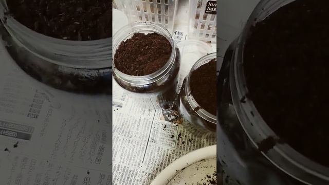 コーカサスオオカブトの幼虫のマット交換！！ смотреть онлайн