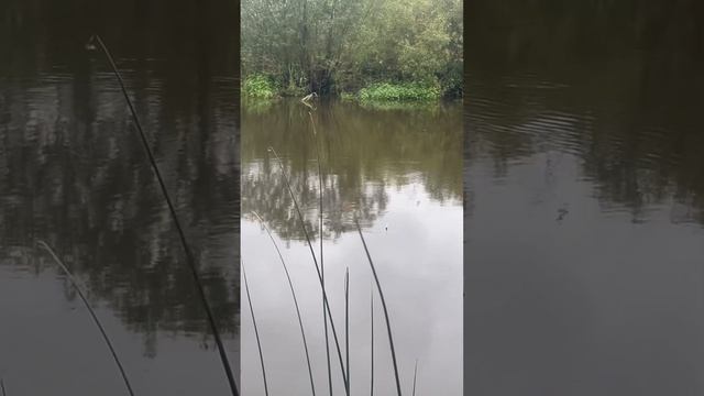 РЫБАЛКА НА ПОПЛАВОК.БОЙКАЯ ПЛОТВА .результат рыбалки в конце видео) #удочка #поплавок #рыбалка смотреть онлайн