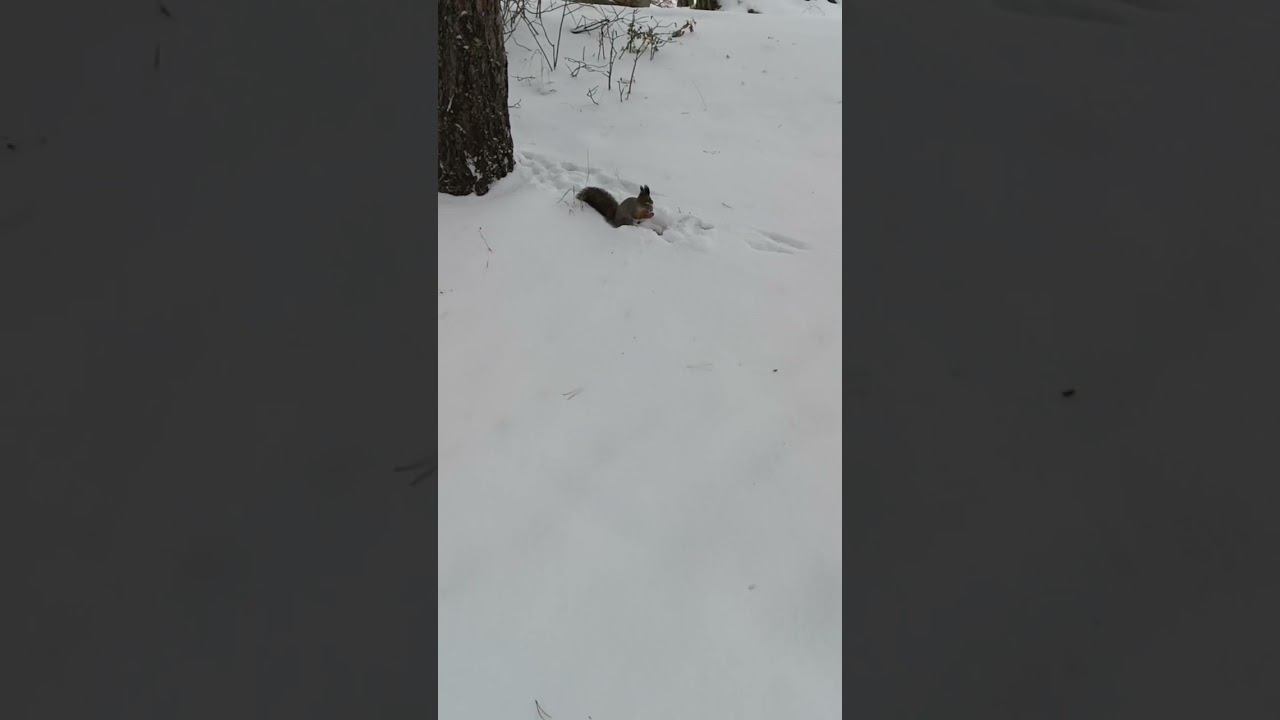 БеЛкА пЕсЕнКи ПоËт Да ОрЕшКи ВсË гРыЗëТ смотреть онлайн