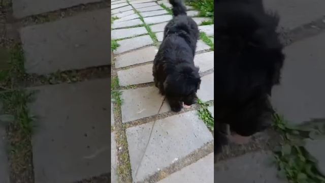 Друзья , СРОЧНО НУЖНО СОБРАТЬ Бруту на ВЕТКЛИНИКУ ! 🆘🆘🆘🆘🆘🆘🆘🆘🆘🆘🆘🆘🆘🆘🆘🆘🆘🆘🆘🆘🆘🆘🆘🆘🆘🆘🆘 смотреть онлайн