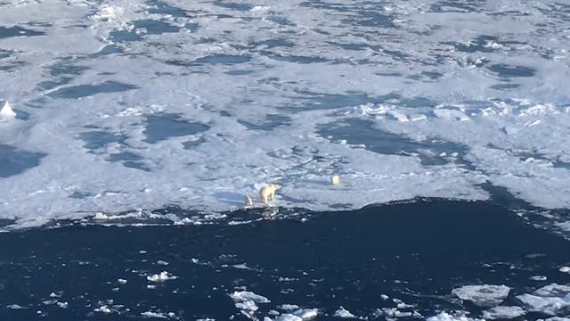 Белая медведица с медвежатами. смотреть онлайн