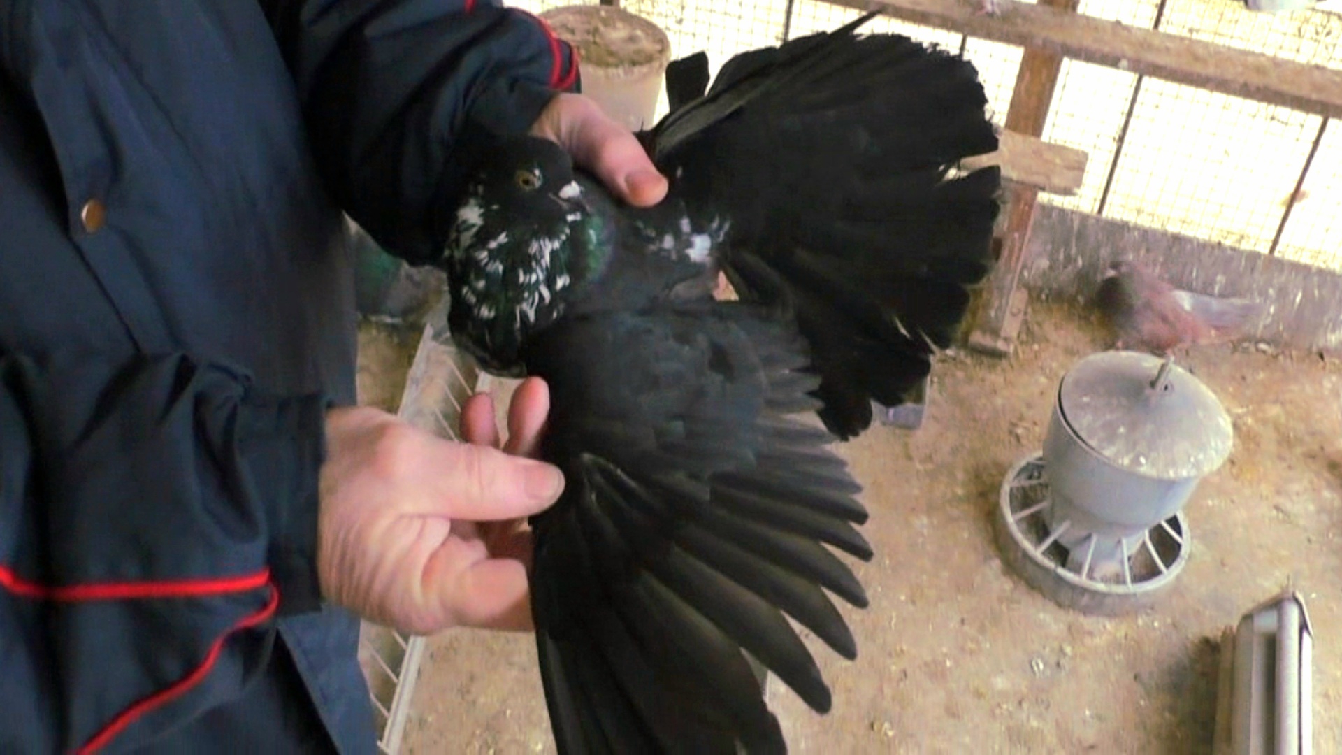 Мелитопольские и мариупольские голуби. смотреть онлайн