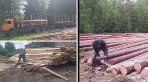 Бесплатный лес от государства, сколько стоит....