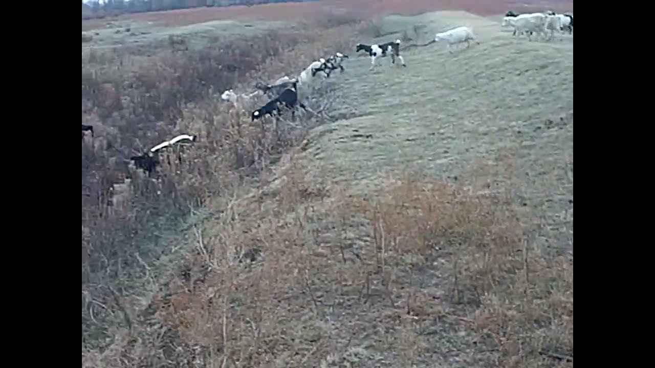 9.11.2024 ЧТО ДЕЛАТЬ? : ЛПХ В ОПАСНОСТИ смотреть онлайн