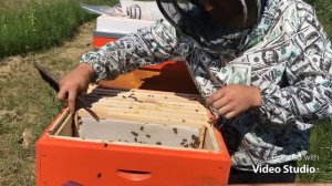 Корпус на 145 рамку🐝🐝🐝#пасека#карпатка #Пчеловодство#рамка145#корпус145#