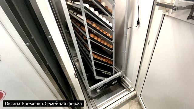 Инкубация / Продажа яйца смотреть онлайн